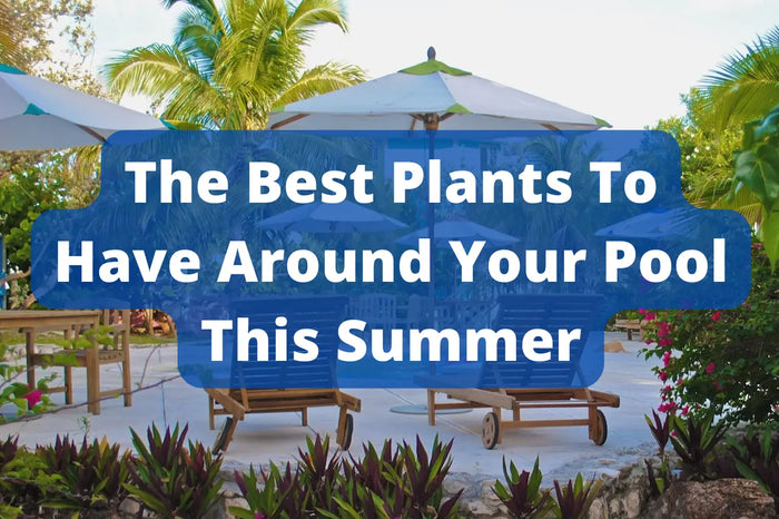 Blue text highlighting the best poolside plants including banana tree recommendations for your site plan this summer