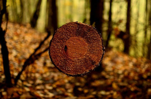 a side view of a cut tree trunk