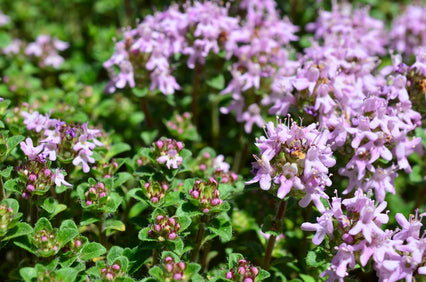 Best Plants for Paths and Patio Edges