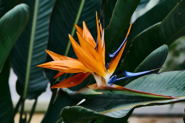 close up of a birds of paradise plant