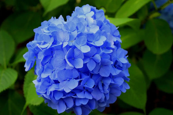 Beautiful Purple Petaled Flower