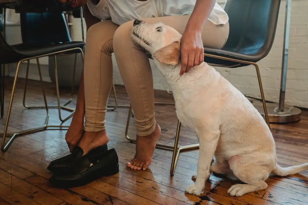 woman putting on shoes near dog on floor