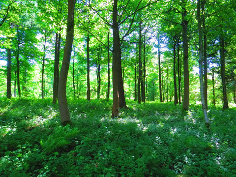 Sunny forest with ferns