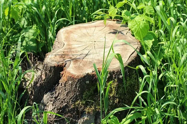 a side view of a cut tree trunk